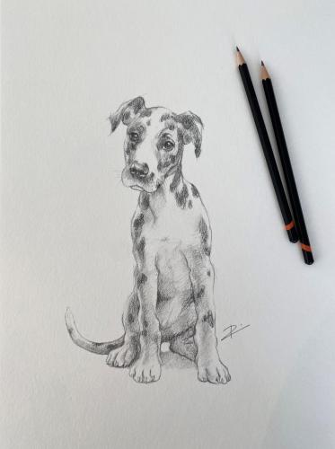 DAPHNE-THE-DANE-PUPPY-AND-PENCILS